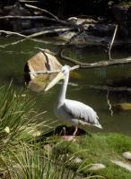 San Diego Wild Animal Park